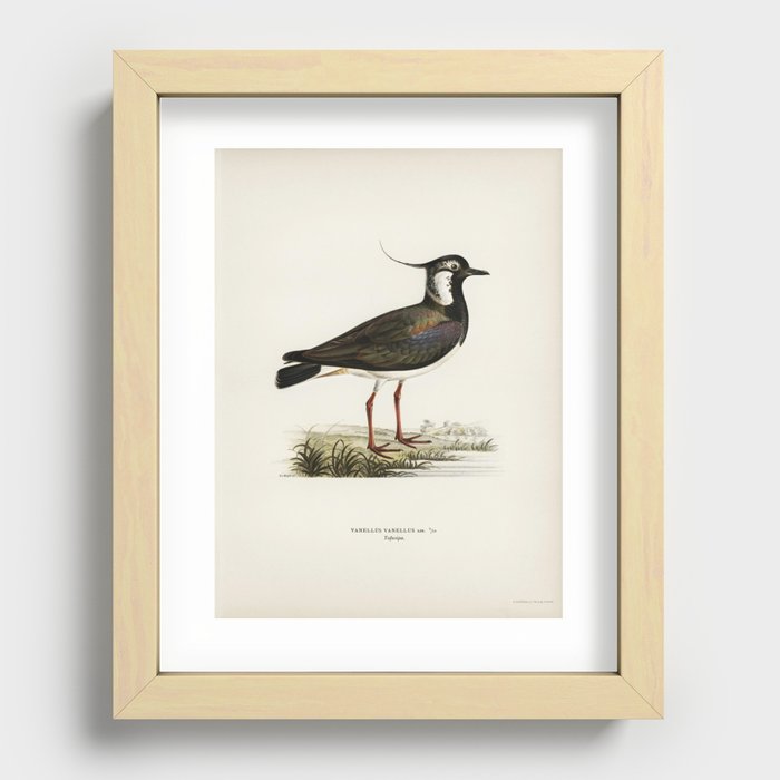 Northern labwing (Vanellus vanellus) illustrated by the von Wright brothers. Recessed Framed Print