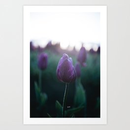 Sunrise Tulips Art Print