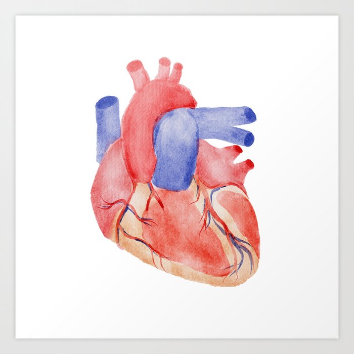 Anatomical Heart Art Print