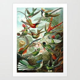 Ernst Haeckel - Artforms in Nature: Trochilidae,1904 Art Print | Drawing, Artformsinnature, Lithography, Flight, Hummingbirds, Ernsthaeckel, Trochilidae, Nature, Birds, Lithograph 