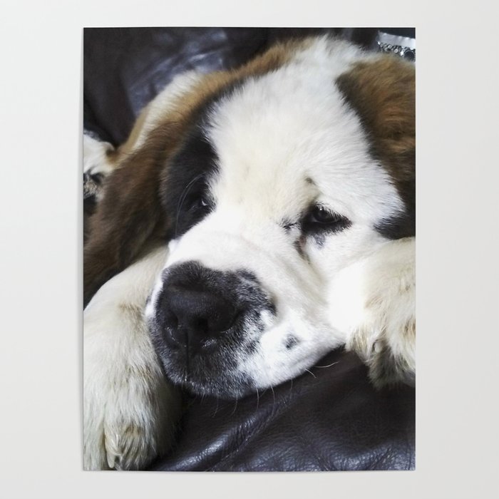 Cute hotsell saint bernards