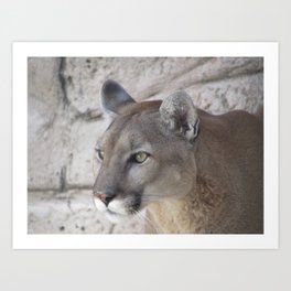 3768 Poster Print Art A0 A1 A2 A3 A4 Animal Poster COUGAR IN WINTER MONTANA 
