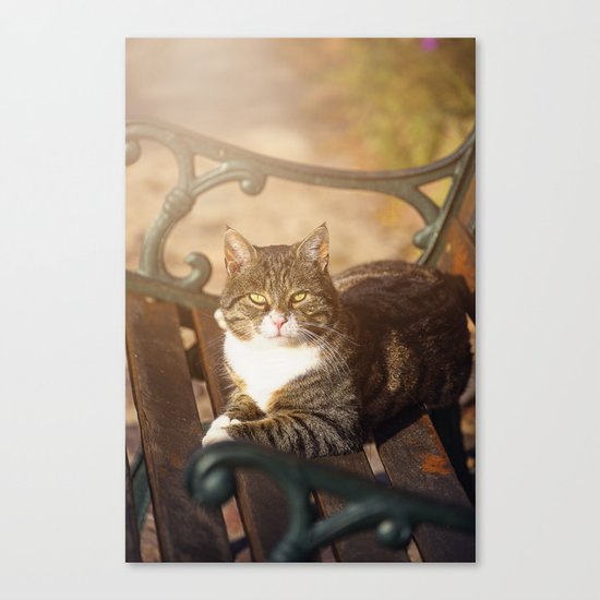 Cute cat relaxing in the sun Canvas Print
