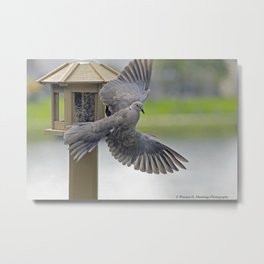 The View from My Window (Finding Beauty In Your Own Backyard) Metal Print | Photo, Doves, Digital, Wings, Eurasiandove, Color, Feathers, Birds 