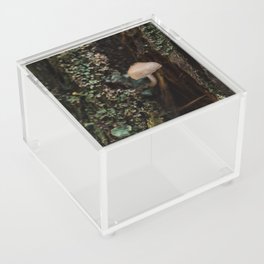 Mushroom in a Tree Acrylic Box