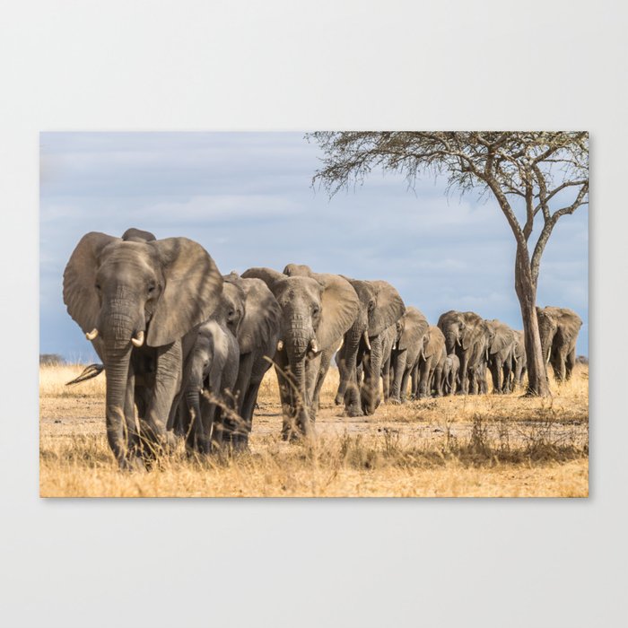 Elephants on Parade Canvas Print