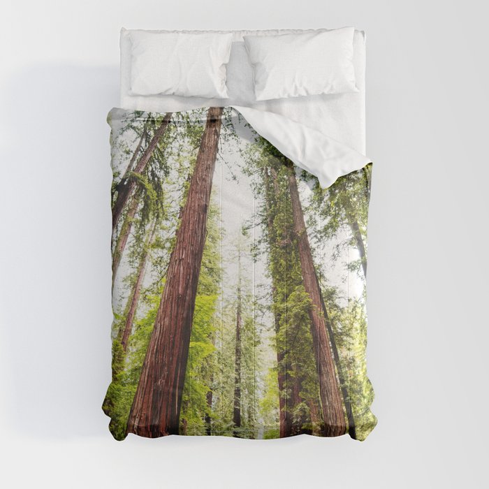 humboldt redwood forest Comforter