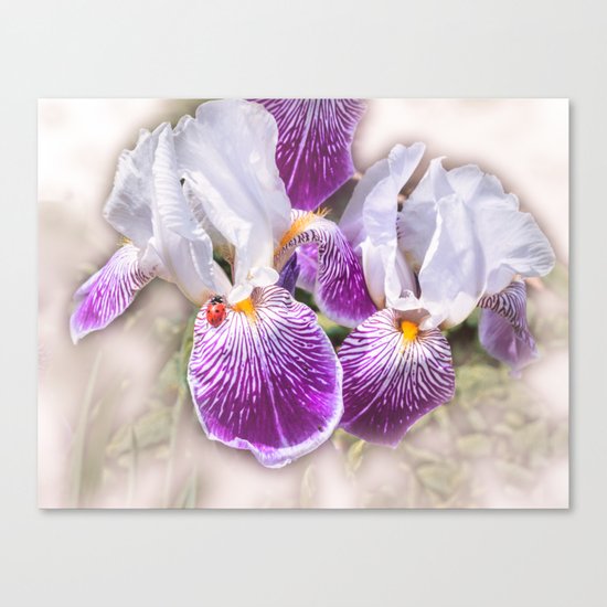 Gladiolus and ladybug Canvas Print