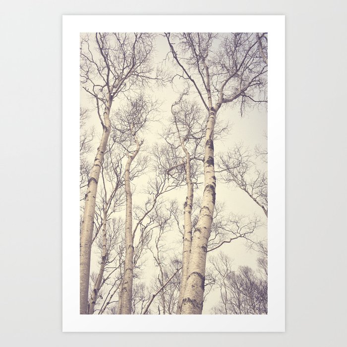 Winter Birch Trees Art Print By Joystclaire Society6