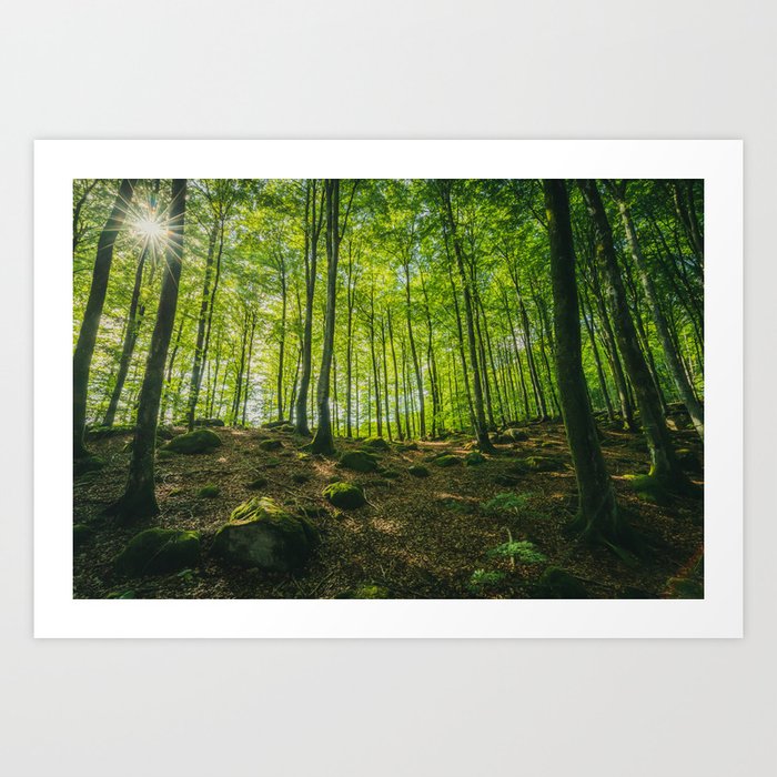 Beech Tree Forest In Sunlight - Matte Version Art Print