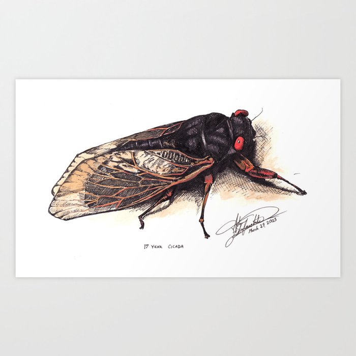 17 Year Cicada (genus Magcicada) Art Print
