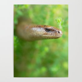 Portrait of a slowworm (Anguis fragilis) Poster