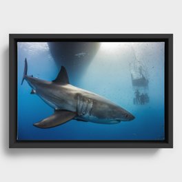 Great White Shark Framed Canvas