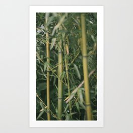 bamboo composition no.1 Art Print