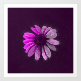Daisy Flower Art Print