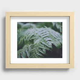 Ferns Recessed Framed Print