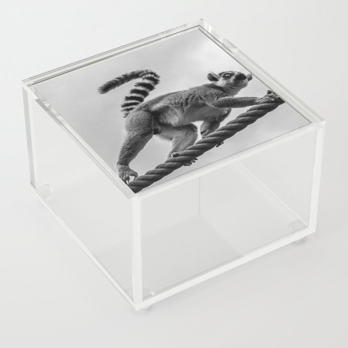 Tightrope walker | Black and white photograph of a lemur | Wildlife Acrylic Box
