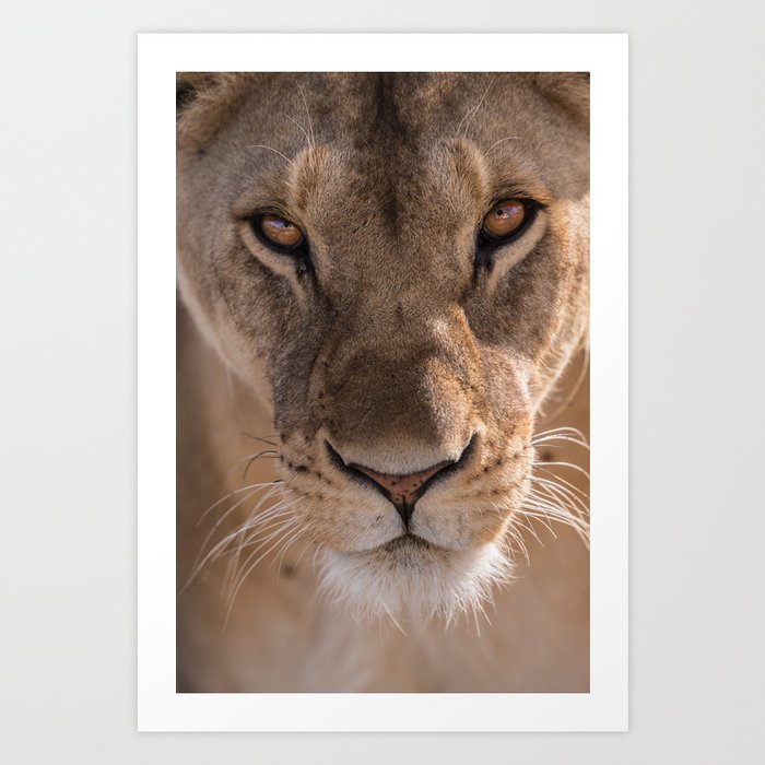 Lioness Art Print