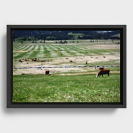Trapped Cows Framed Canvas