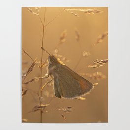 Summer meadow Poster