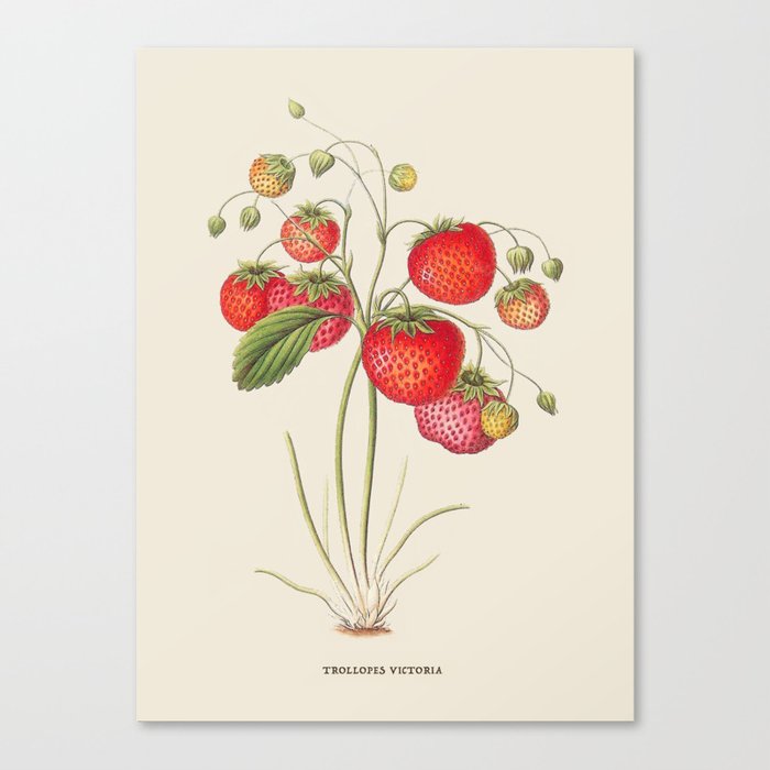 Strawberry Antique Botanical Illustration Canvas Print
