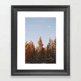Pine trees Framed Art Print
