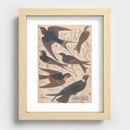 Naturalist Swallows Recessed Framed Print