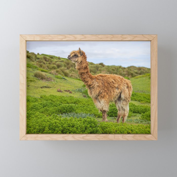 Lost Alpaca Framed Mini Art Print