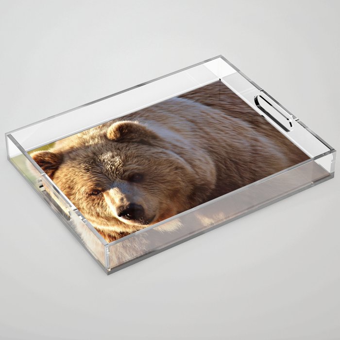 Grizzly Brown Bear  Acrylic Tray
