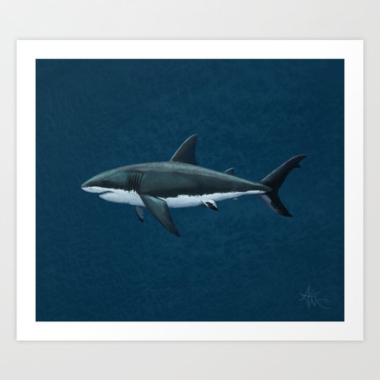 "Carcharodon carcharias" by Amber Marine ~ Great White Shark Art, (c) 2015 Art Print