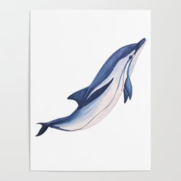 Striped baby dolphin Poster