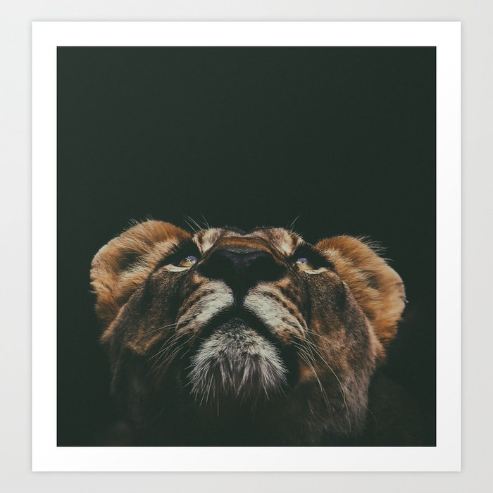 Lioness Face Peeking (Color) Art Print