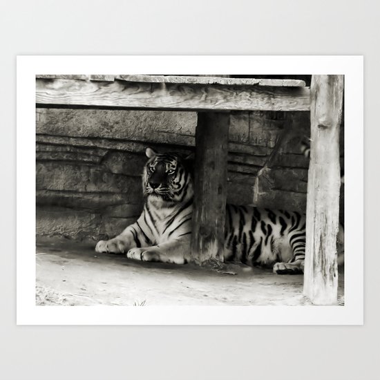 Tiger Art Print