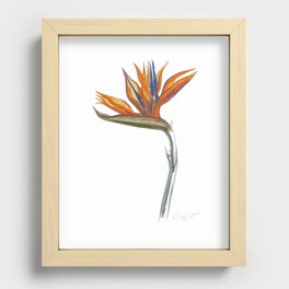 Bird of Paradise 01 Botanical Flower Recessed Framed Print