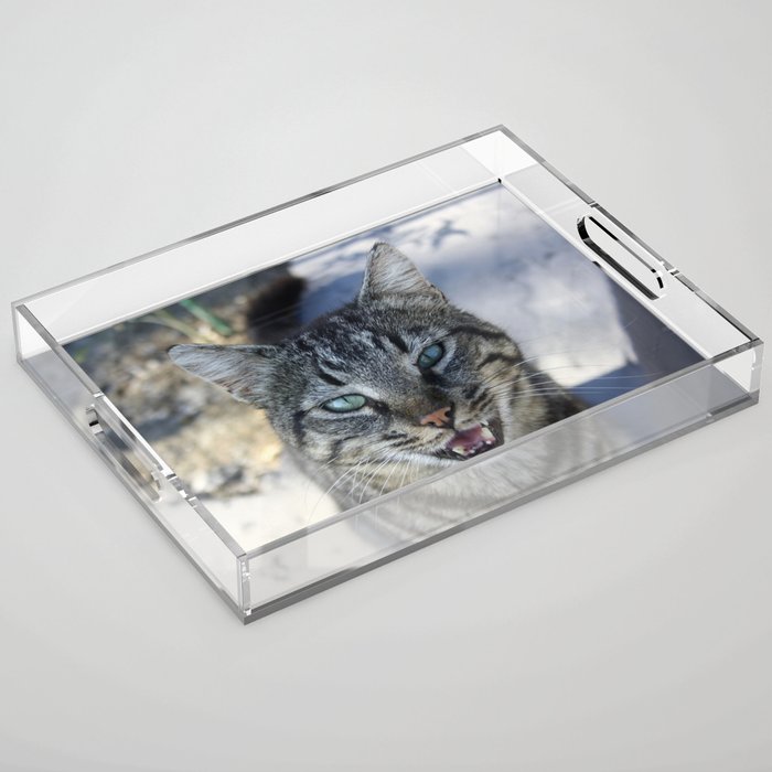 Chatty Cat Chirruping Pet Photography Acrylic Tray