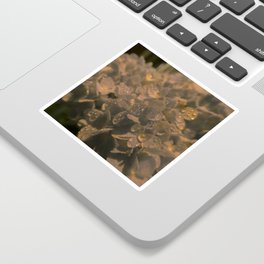 Hortensia Flower with Water Droplets Sticker