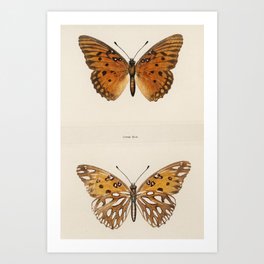Moths and Butterflies Art Print