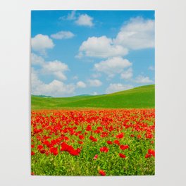 Bright Color Flower Field in Tuscany Italy Poster