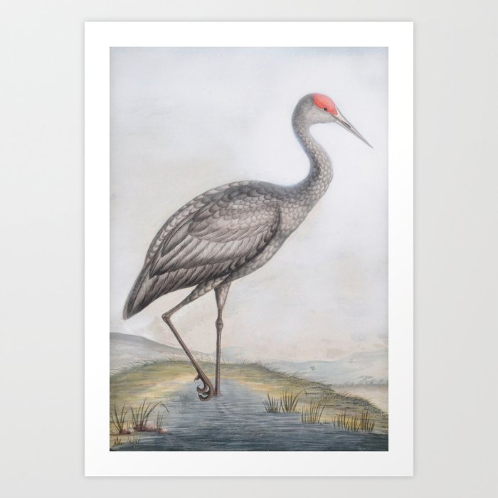 Attributed To William Hayes 1729 1799 Common Spoonbill And A