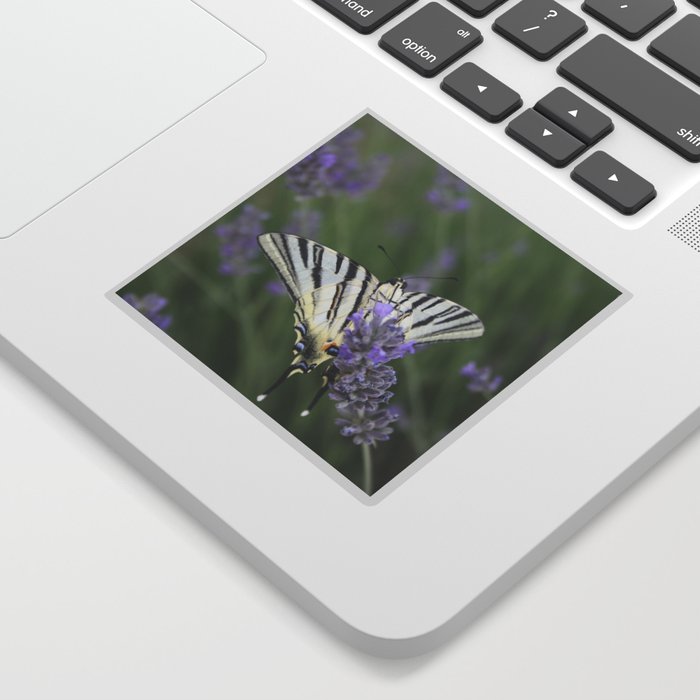 Common Yellow Swallowtail Feeding On  Lavender Photograph Sticker