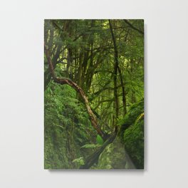 Subtropical forest Metal Print | Branches, Woods, Forest, Trees, Nature, Environmental, Subtropicalforest, Naturalworld, Ecosystem, Woodland 