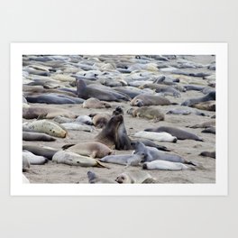 Sea Lion Haven Art Print | Nature, Digital, Photo, Landscape 