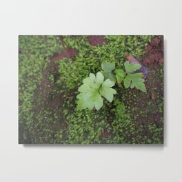 Little tree Metal Print | Botany, Nopeople, Springtime, Agriculture, Dirt, Leaf, Greencolor, Freshness, Nature, Growth 