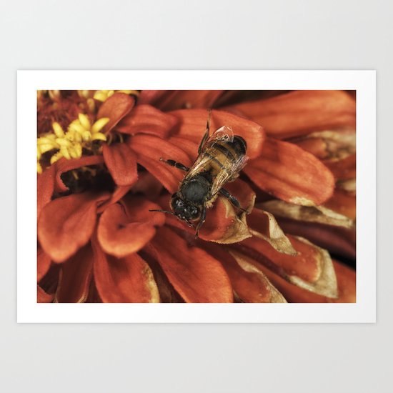 Drying off after the rain Art Print