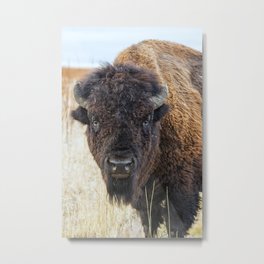Bison / Buffalo - Staring Contest Metal Print