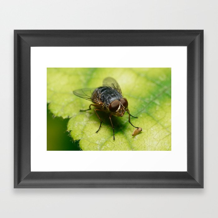 Photogenic Fly Framed Art Print
