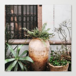 Mexico Photography - Small Garden With Plants By The Wall Canvas Print