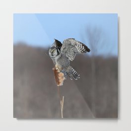 Hawk Owl Take Off Metal Print
