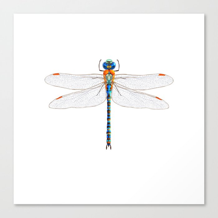 DRAGON FLY Canvas Print