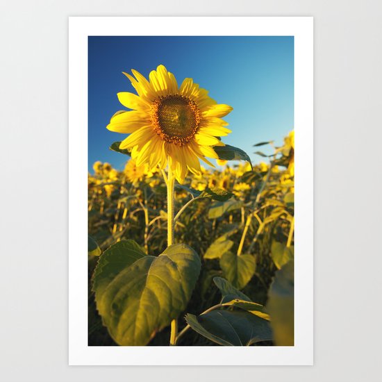 Sunflower Art Print